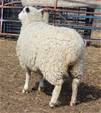 Sheep Trax Layla 285L